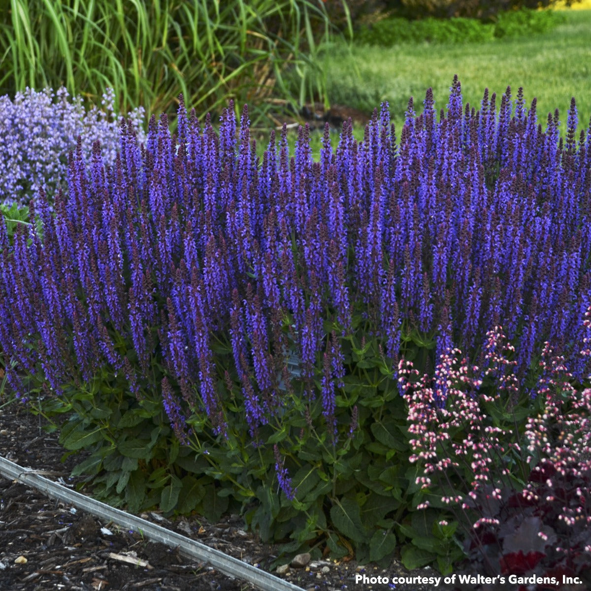 Salvia x nemorosa Color Spires Violet Riot 1G