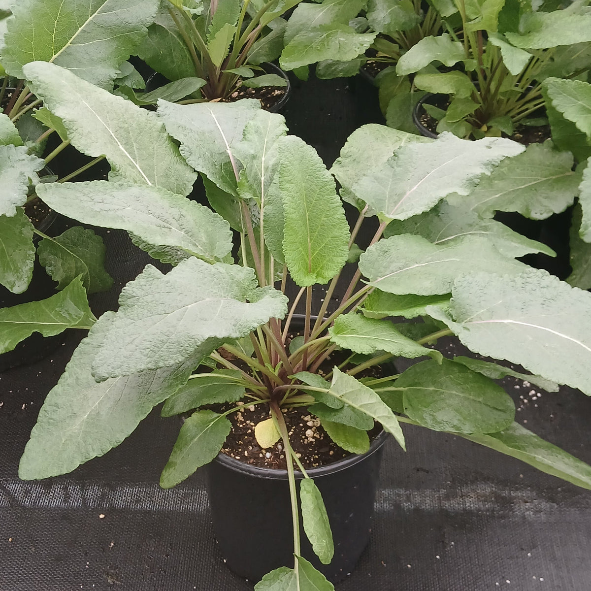 Salvia nutans 1G