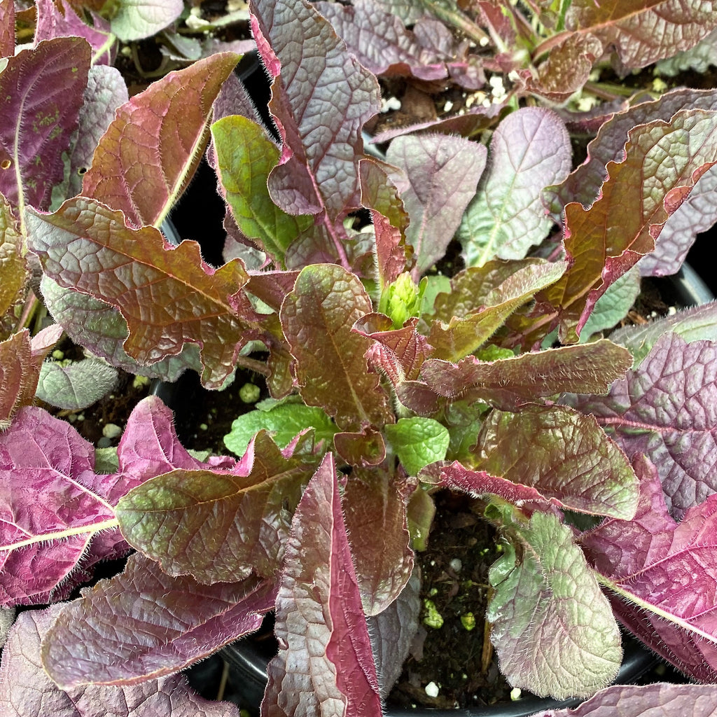 Salvia lyrata Purple Knockout 1G