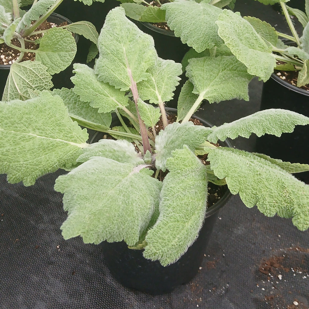 Salvia sclarea var. turkestanica Vatican Pink 1G