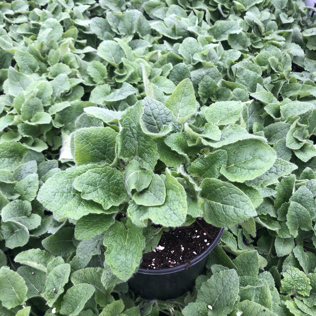 Salvia verticillata Purple Rain 1Q