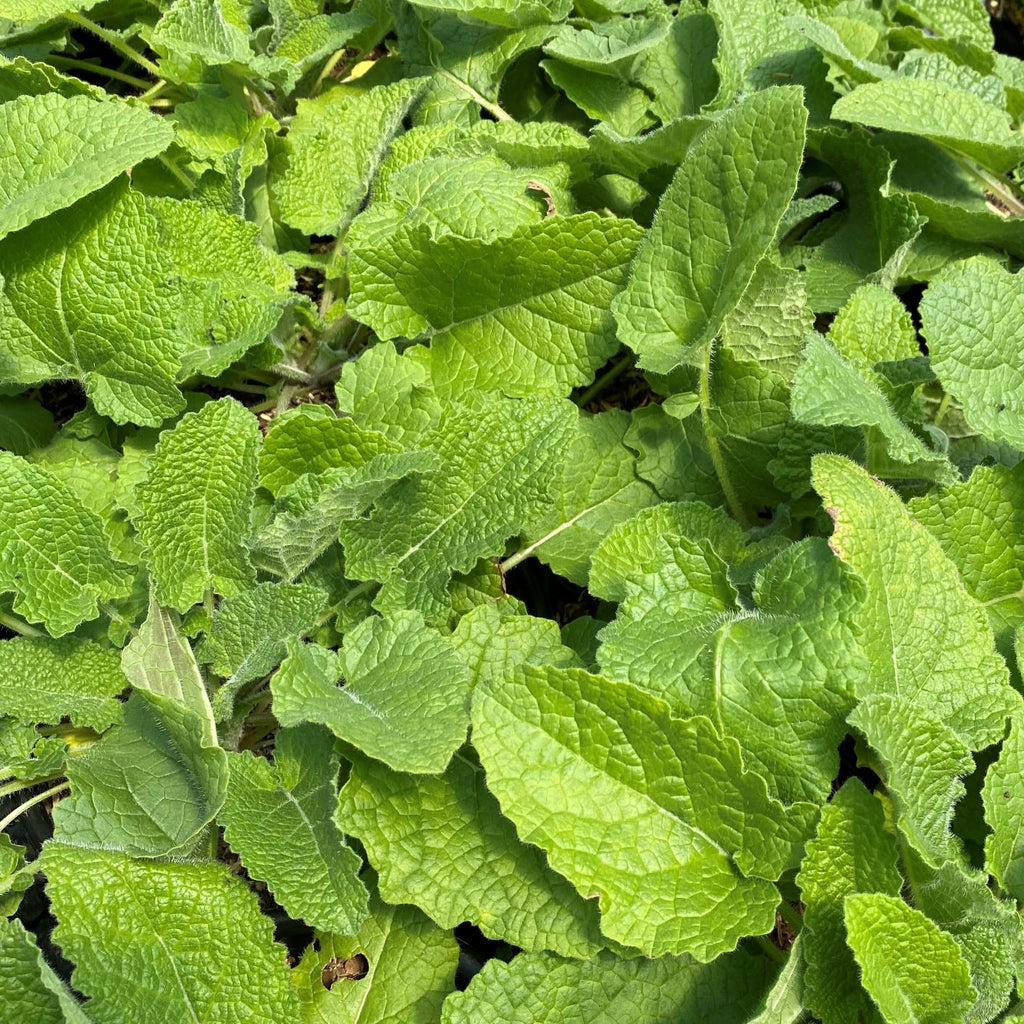 Salvia verticillata 1G