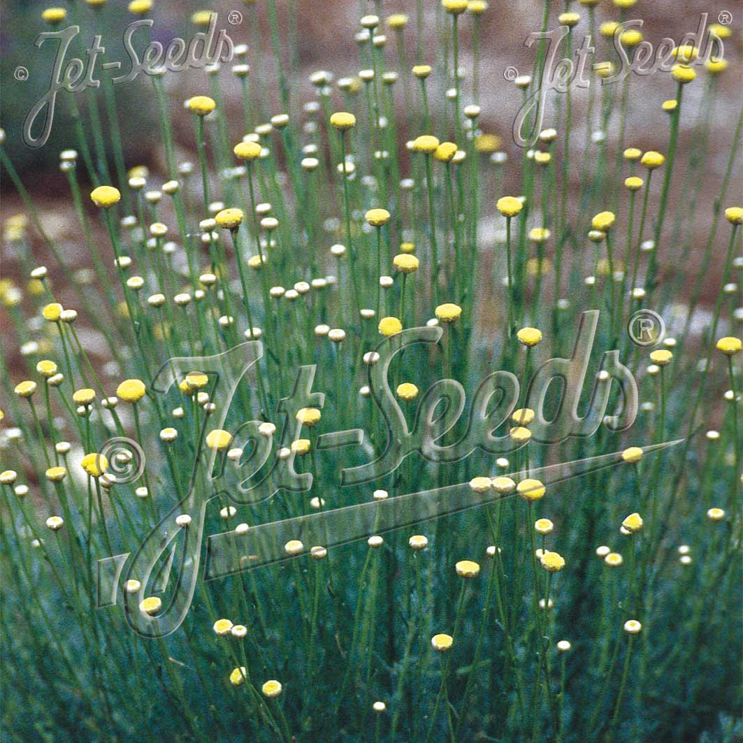 Santolina rosmarinifolia 1G