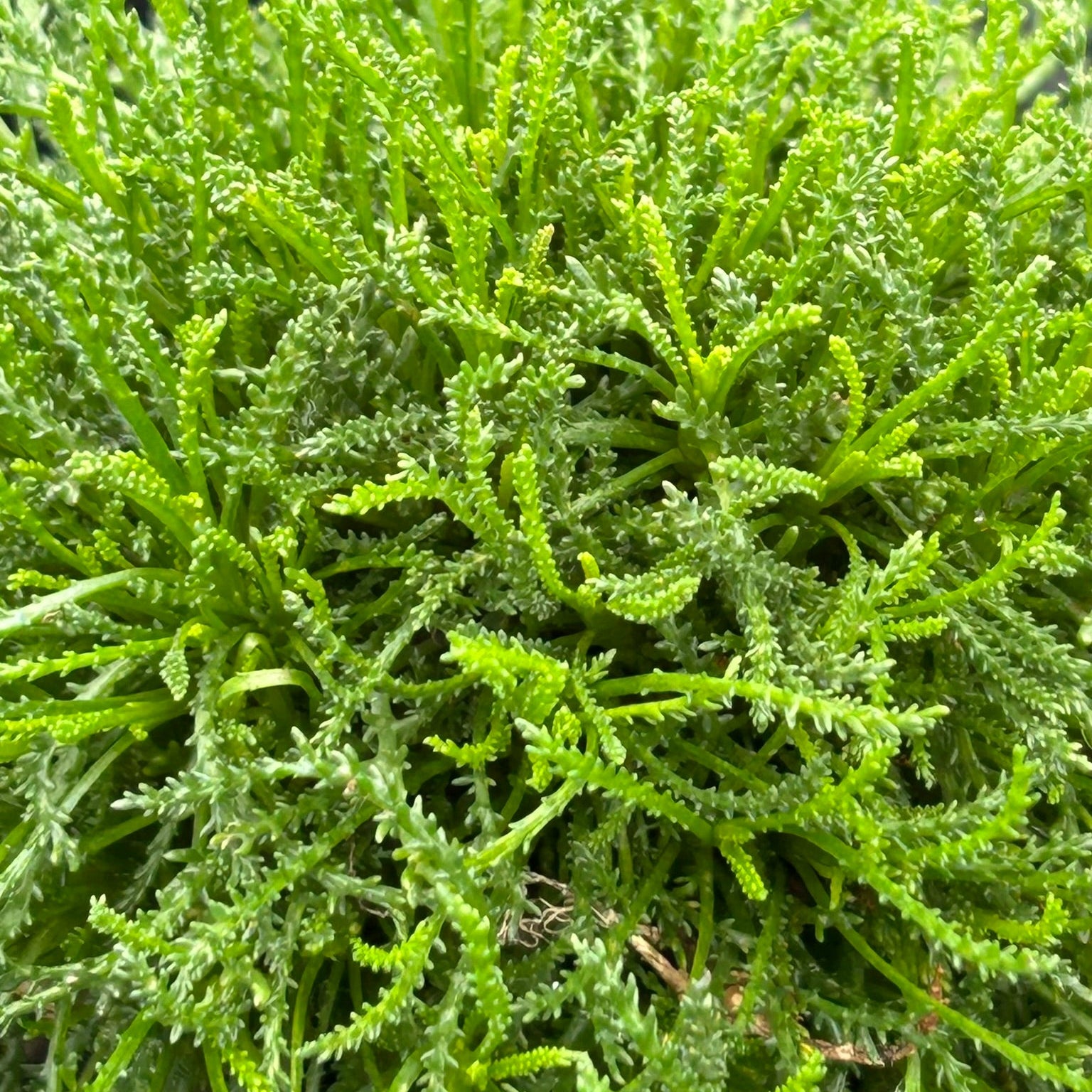 Santolina rosmarinifolia 1G