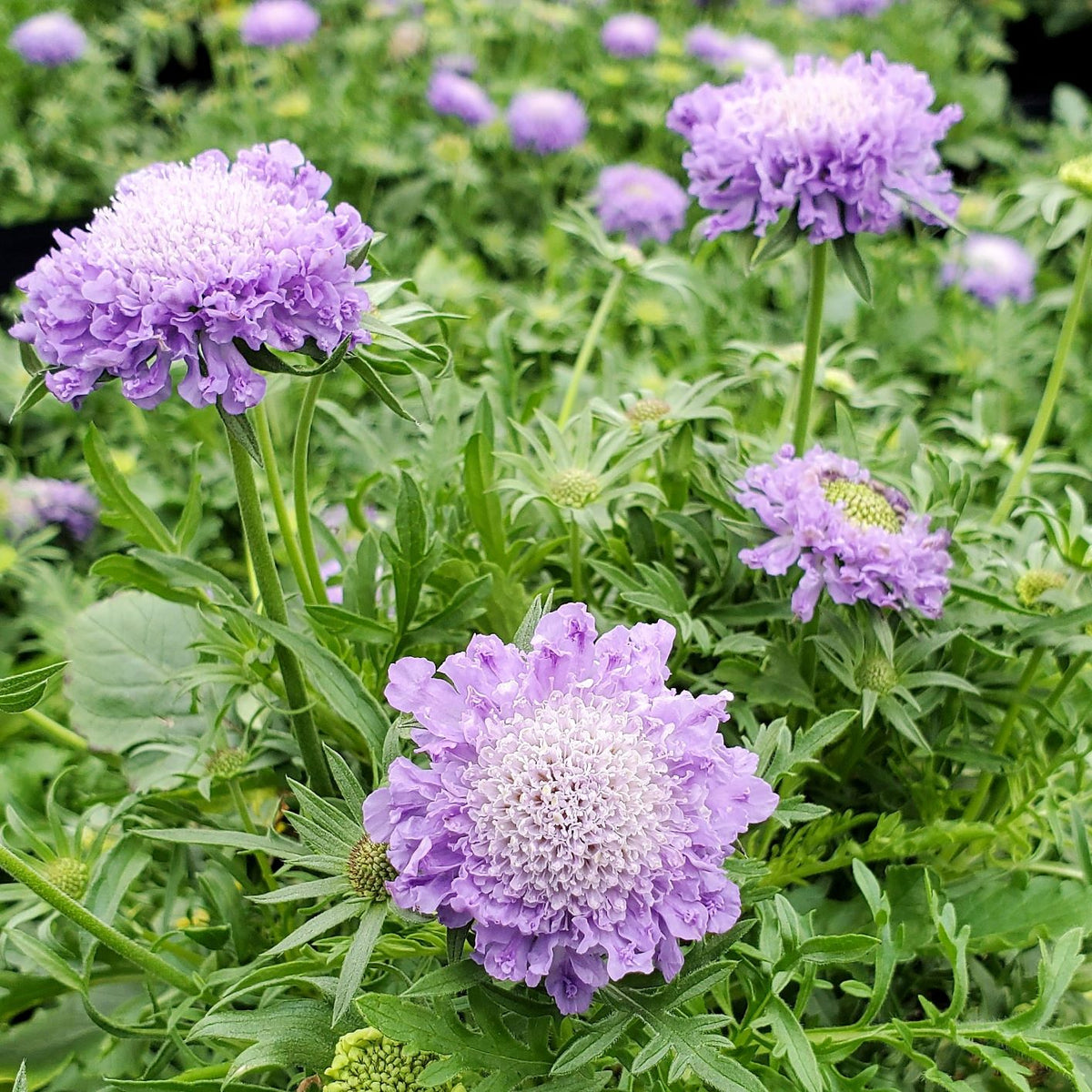 Scabiosa columbaria Pincushion Blue 1G