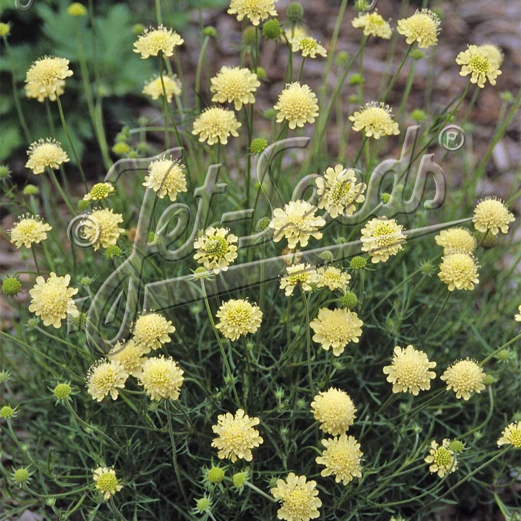 Scabiosa ochroleuca Moon Dance 1G