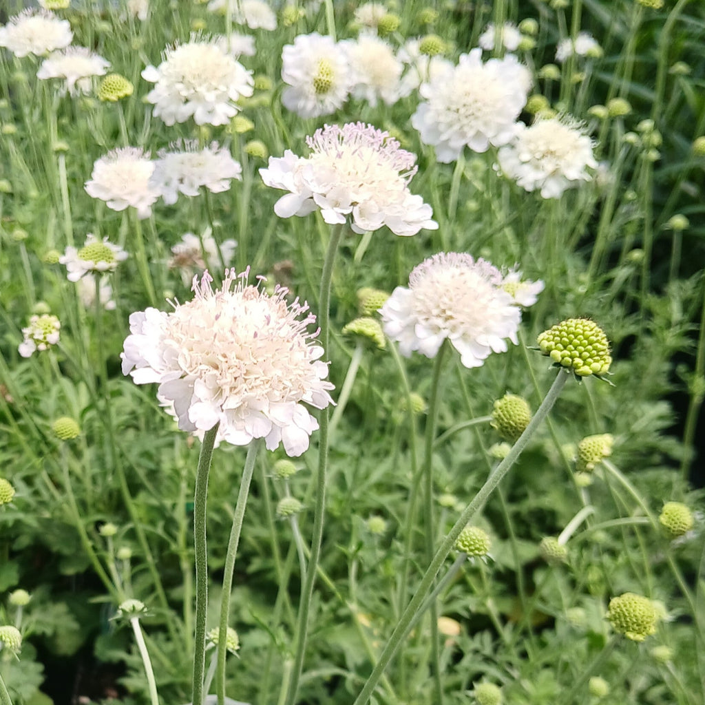 Scabiosa Giga Silver 3.25"