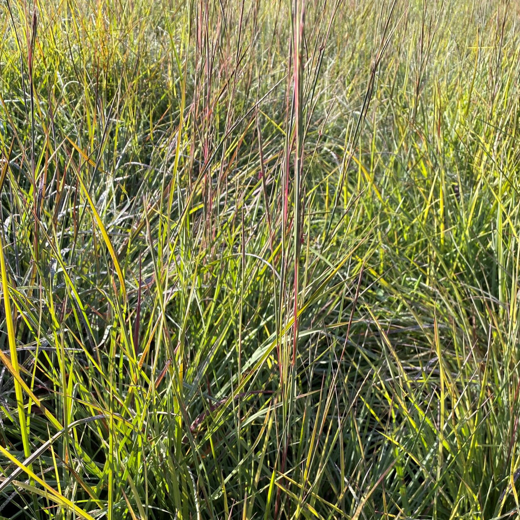 Schizachyrium scoparium Prairie Blues 1G