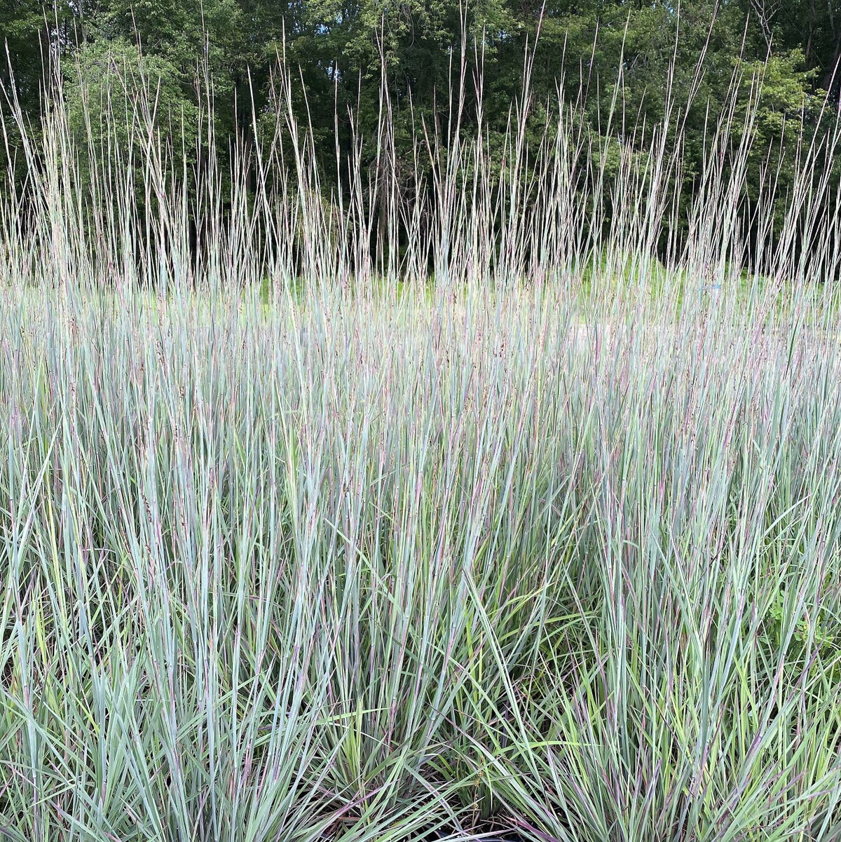 Schizachyrium scoparium The Blues 1G