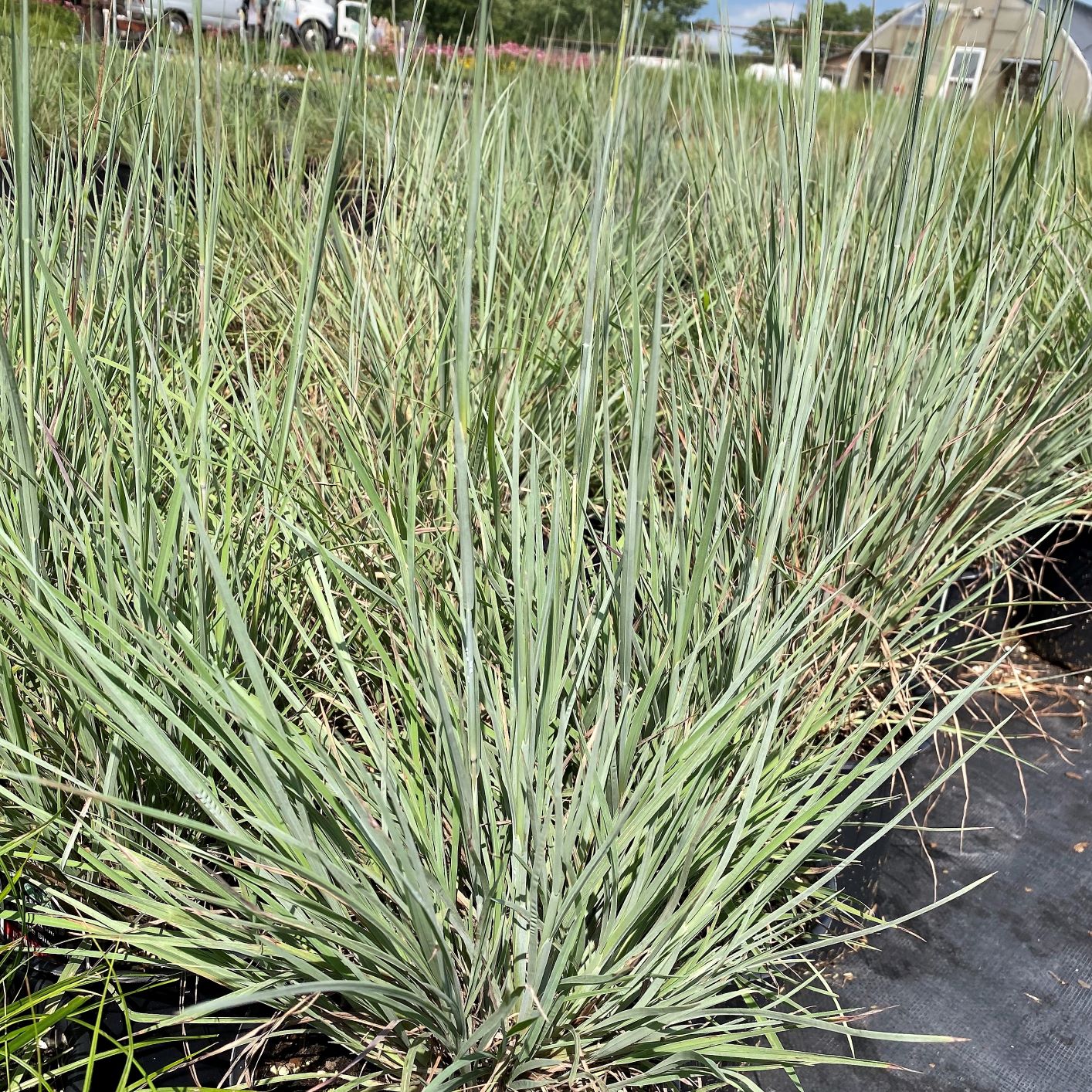 Schizachyrium scoparium 1Q