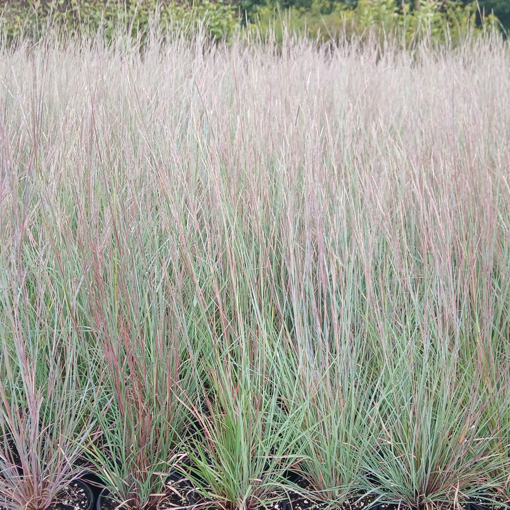 Schizachyrium scoparium 1Q