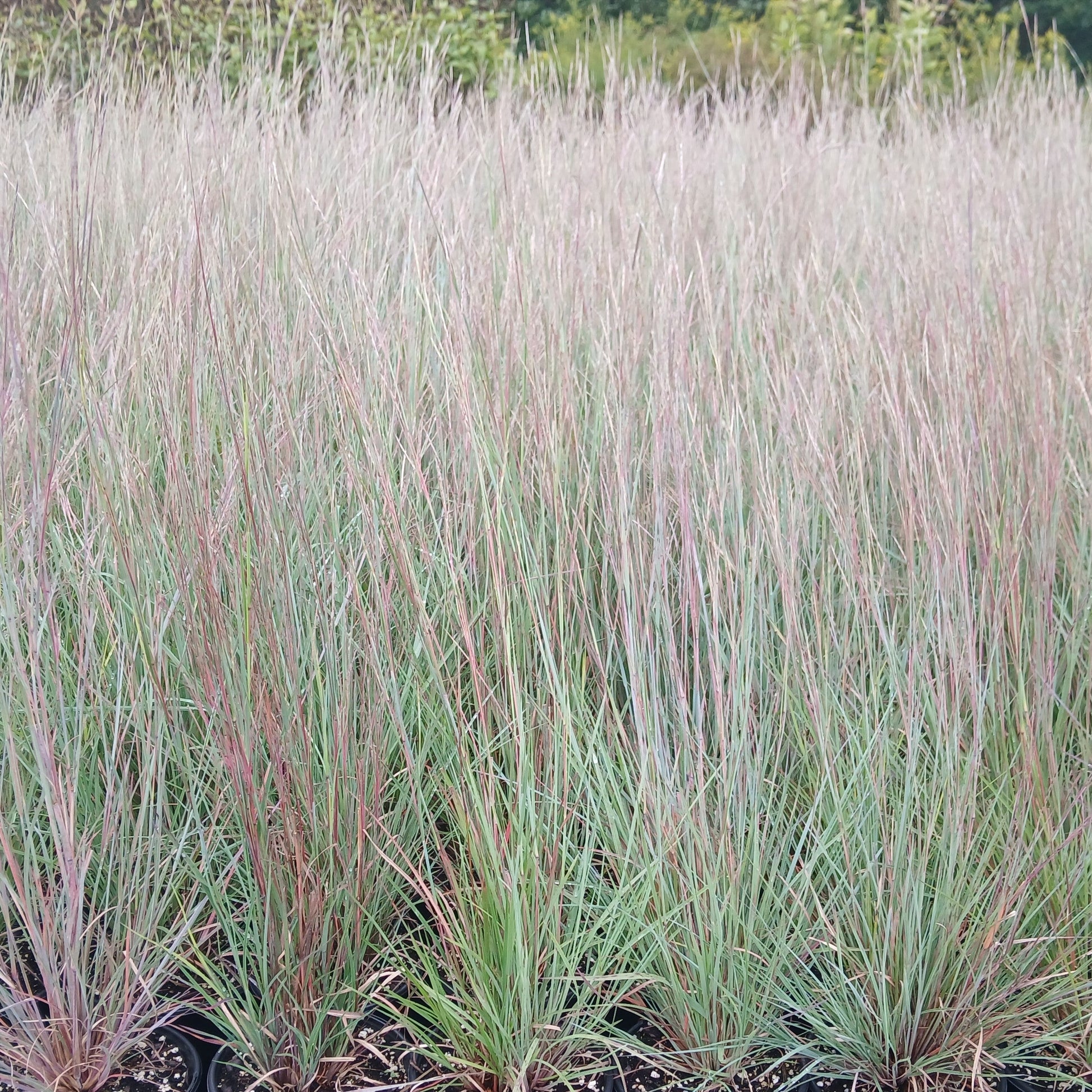 Schizachyrium scoparium 1Q