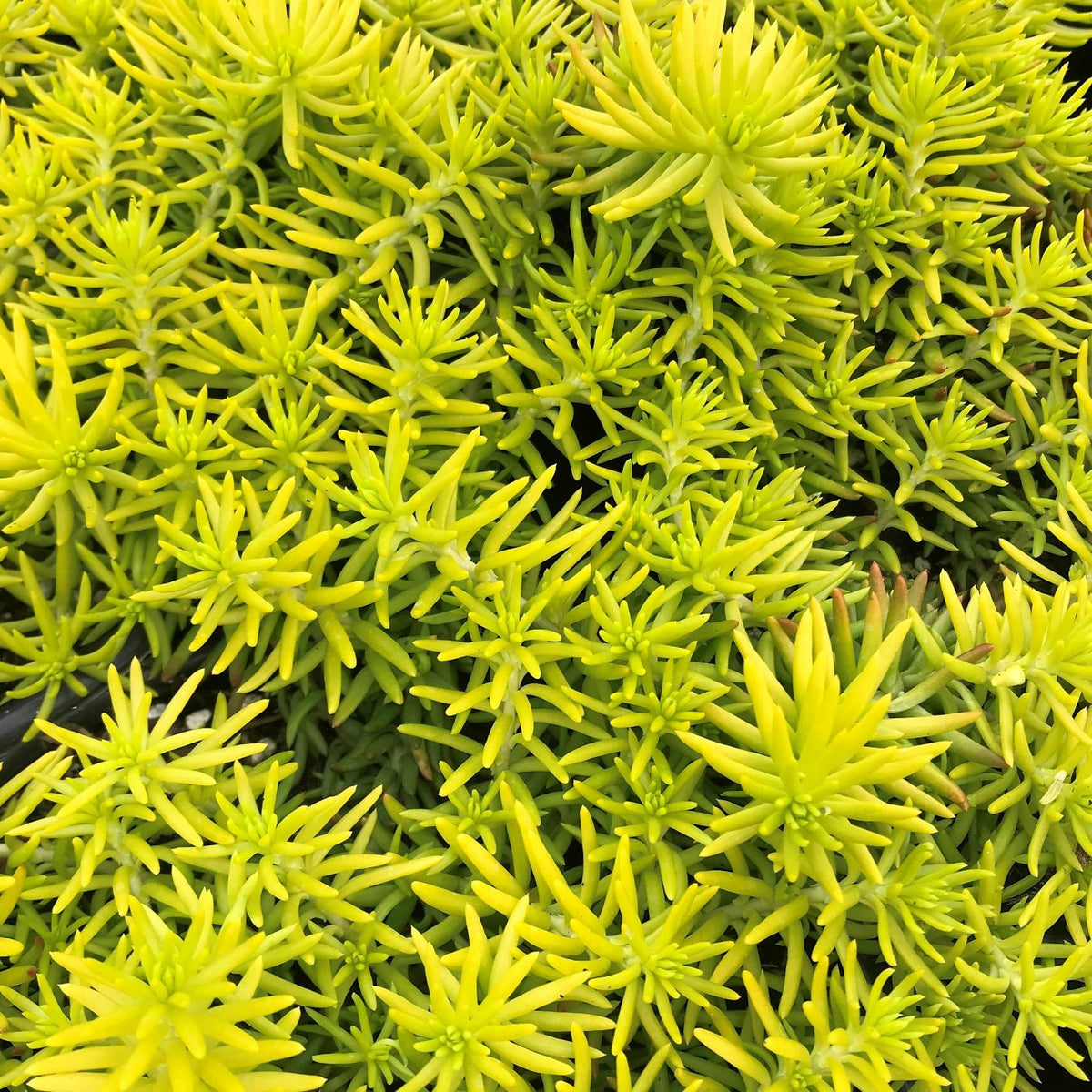 Sedum reflexum Angelina 1Q