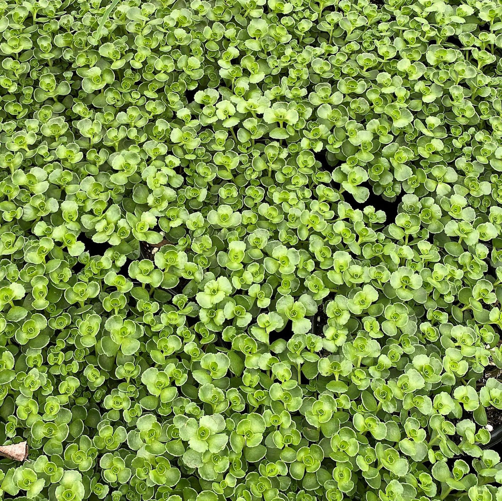 Sedum spurium John Creech 1Q