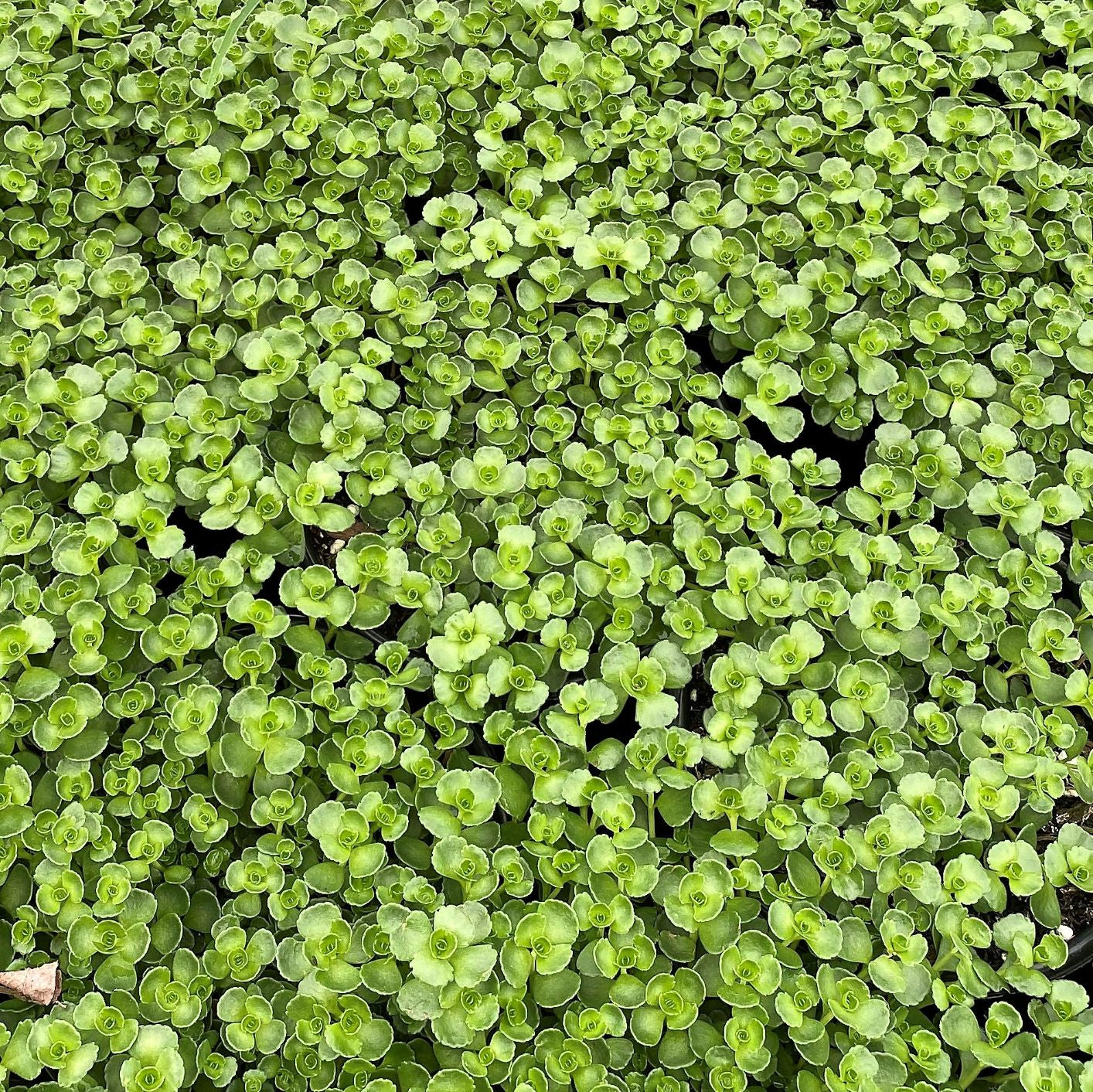 Sedum spurium John Creech 1Q