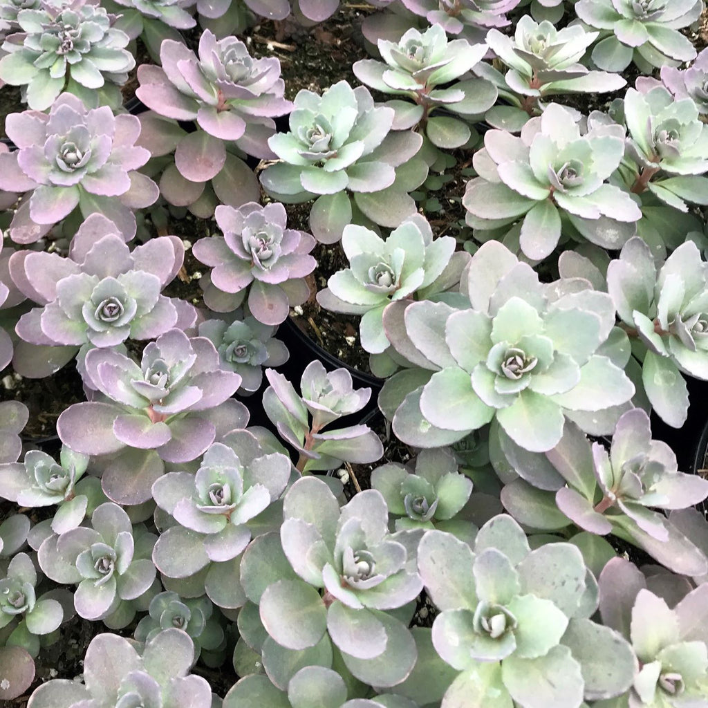 Sedum x Plum Dazzled 1Q
