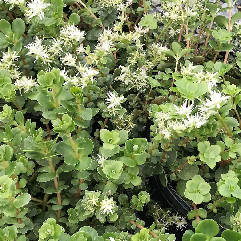 Sedum ternatum 1Q
