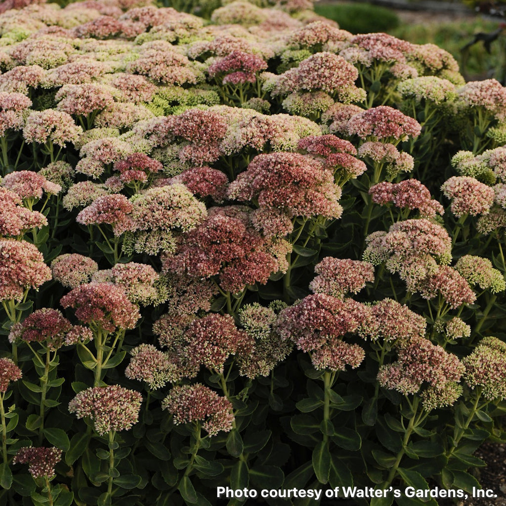 Sedum x Autumn Fire 1Q