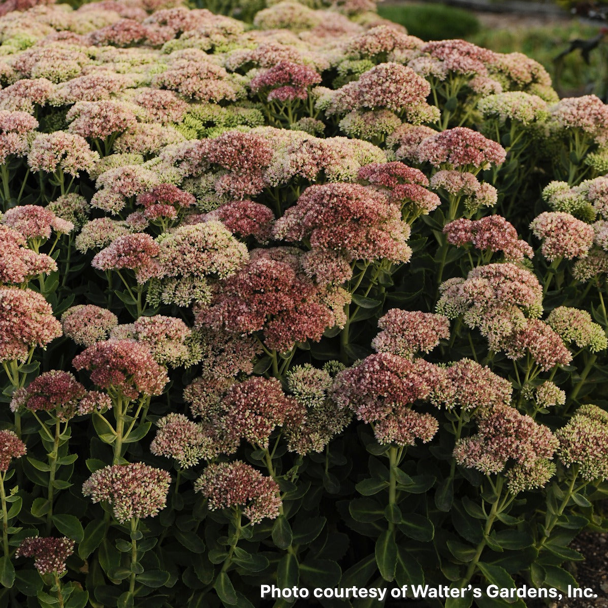Sedum x Autumn Fire 1Q