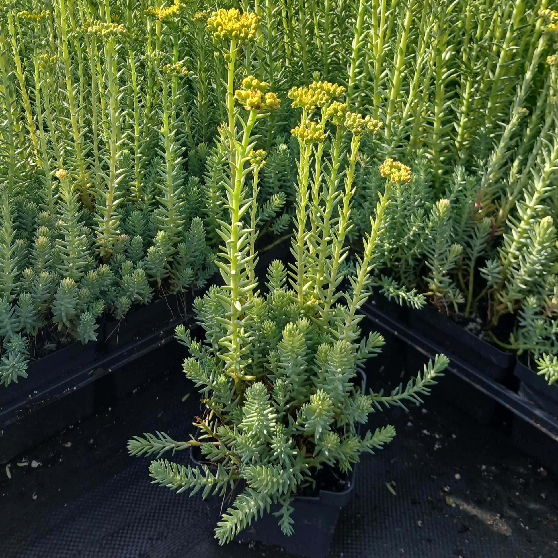 Sedum reflexum Blue Spruce 1Q