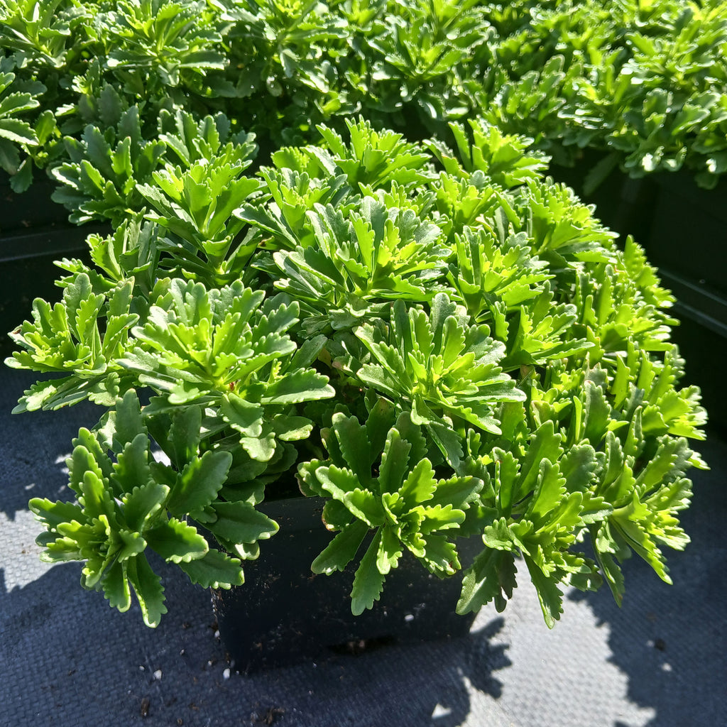 Sedum x Little Miss Sunshine 1Q