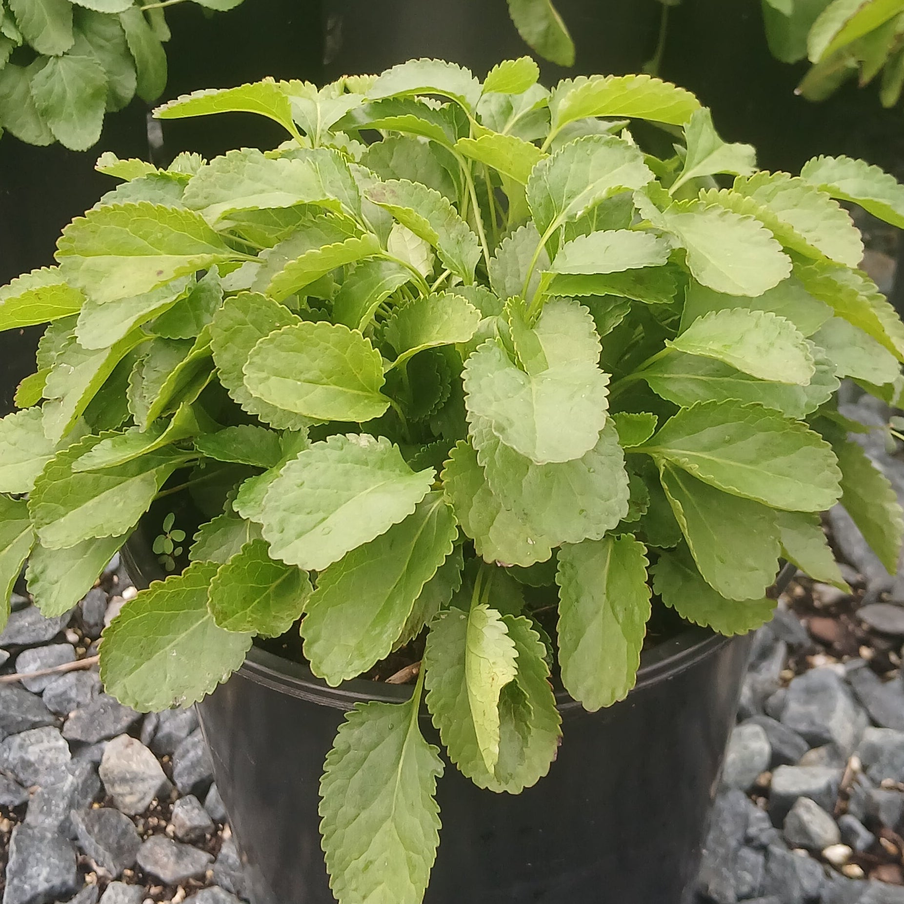 Senecio aureus 1G