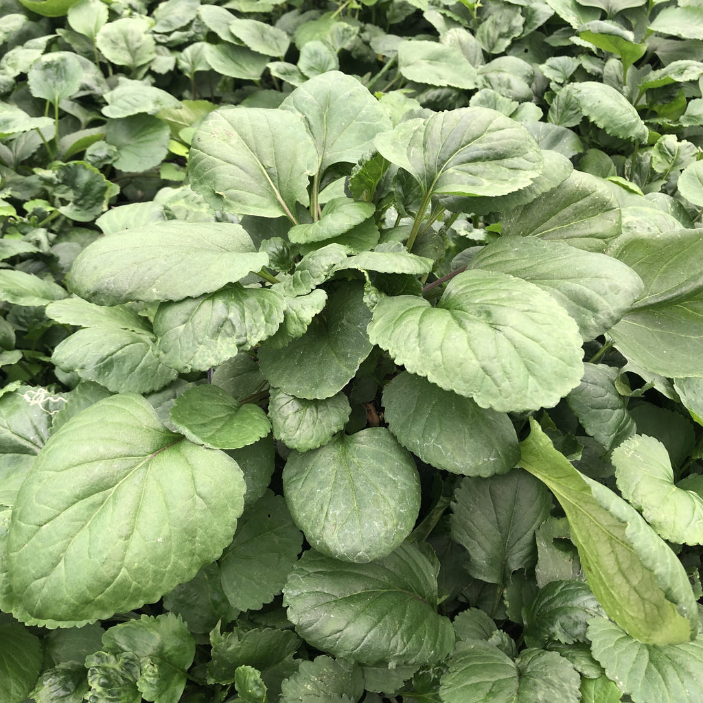 Senecio aureus 1G