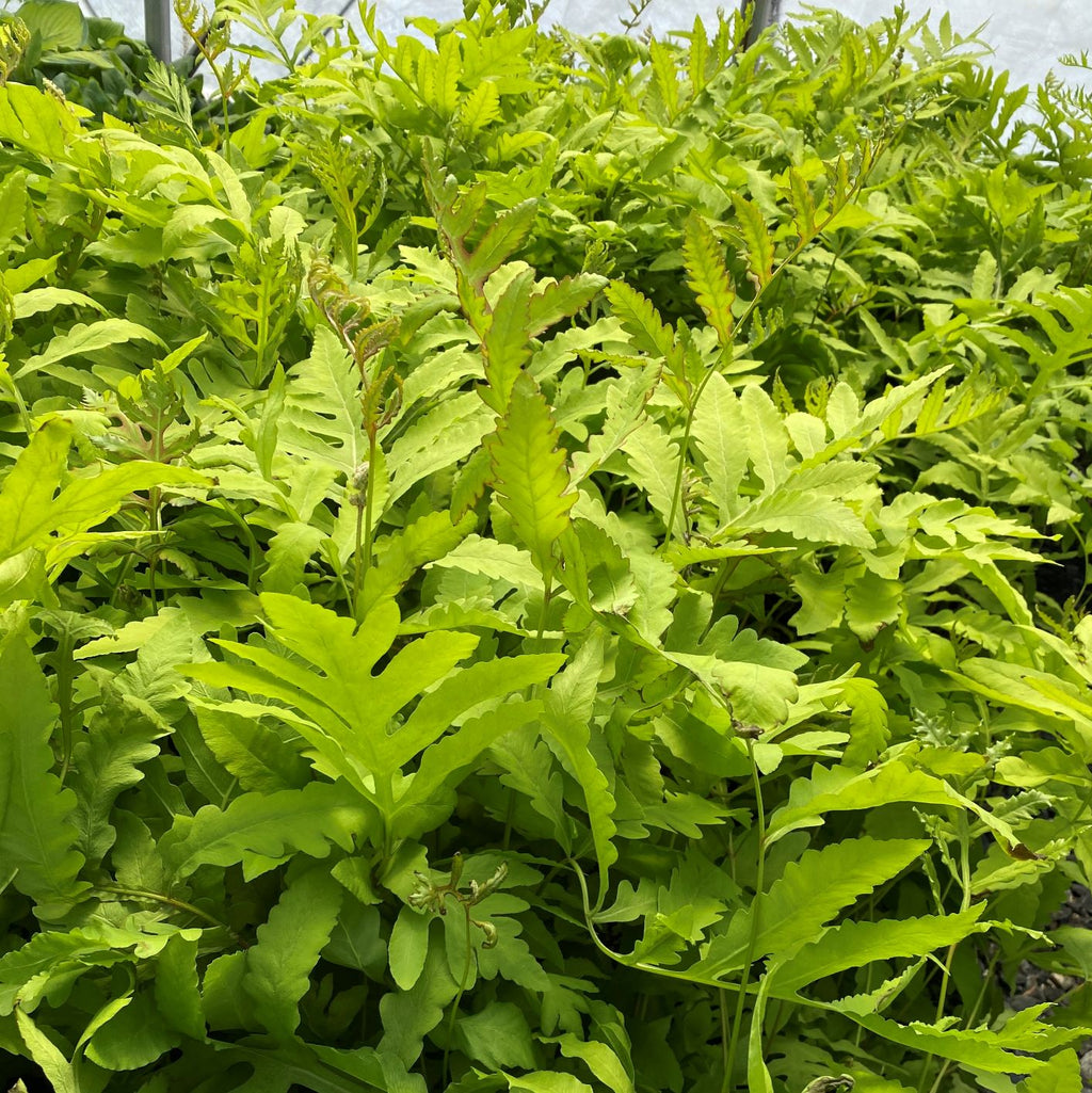 Sensitive Fern 1Q