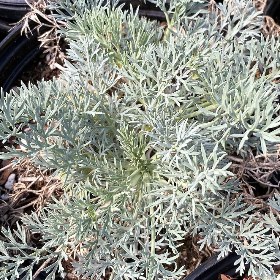 Seseli gummiferum Moon Carrot 1Q