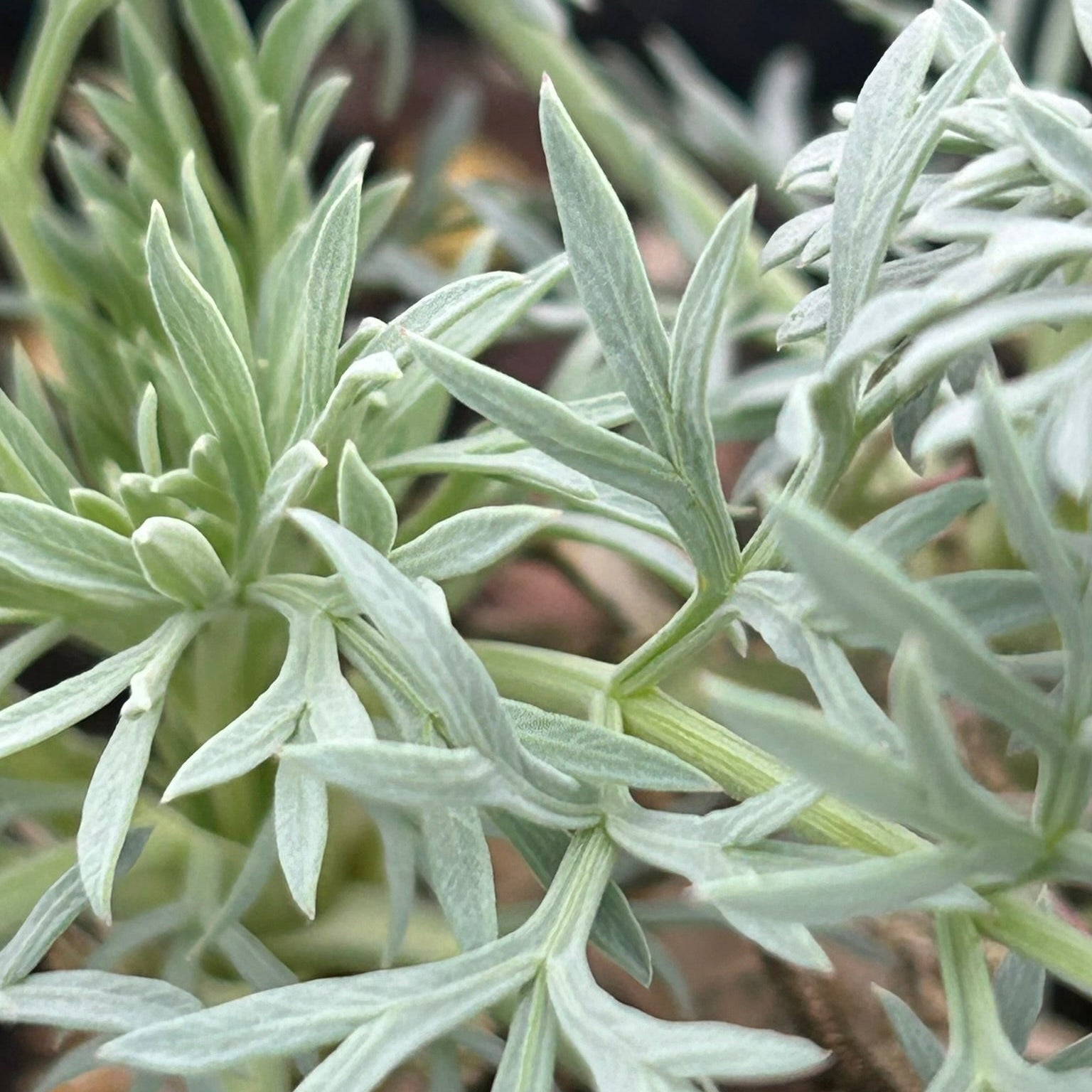 Seseli gummiferum Moon Carrot 1Q