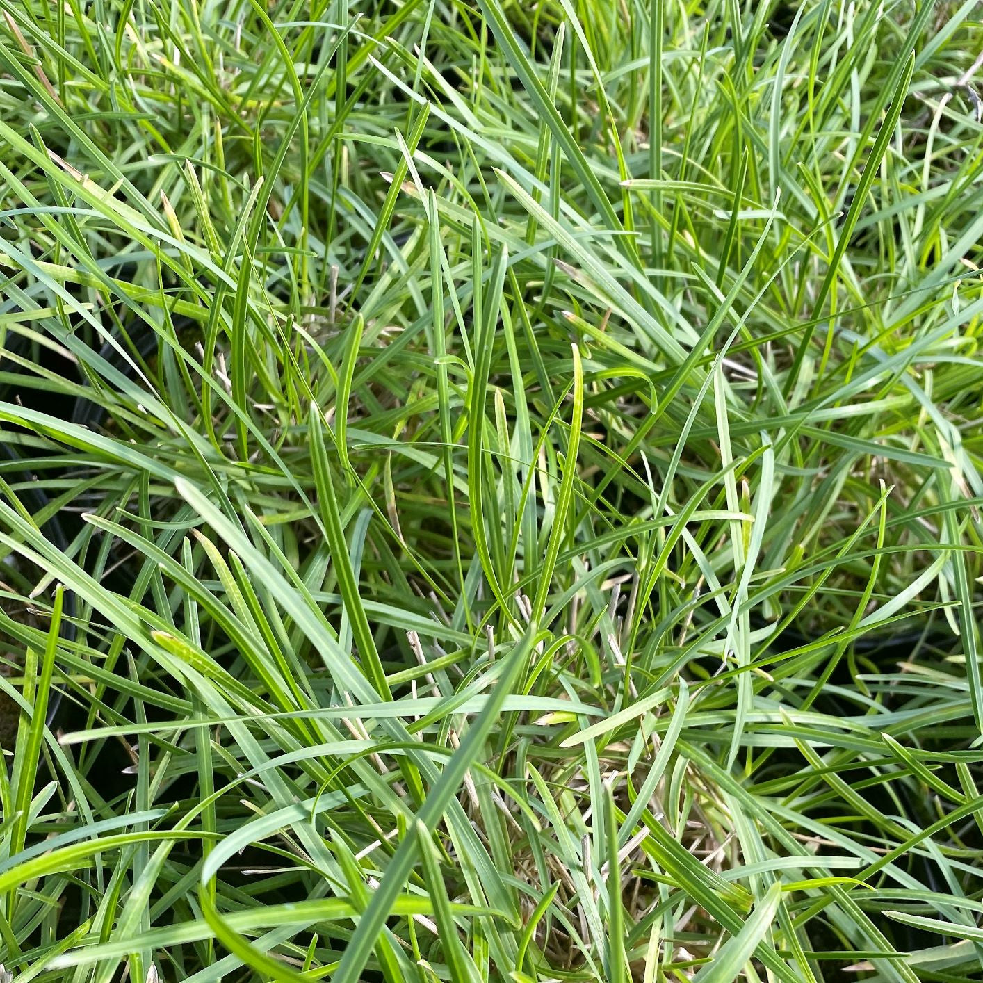 Sesleria x Greenlee DP50