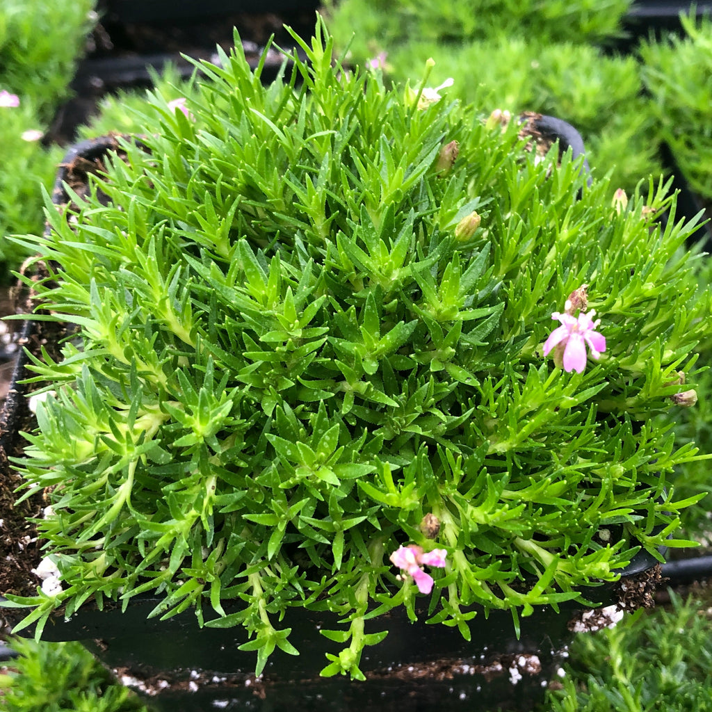 Silene acaulis 3.25"