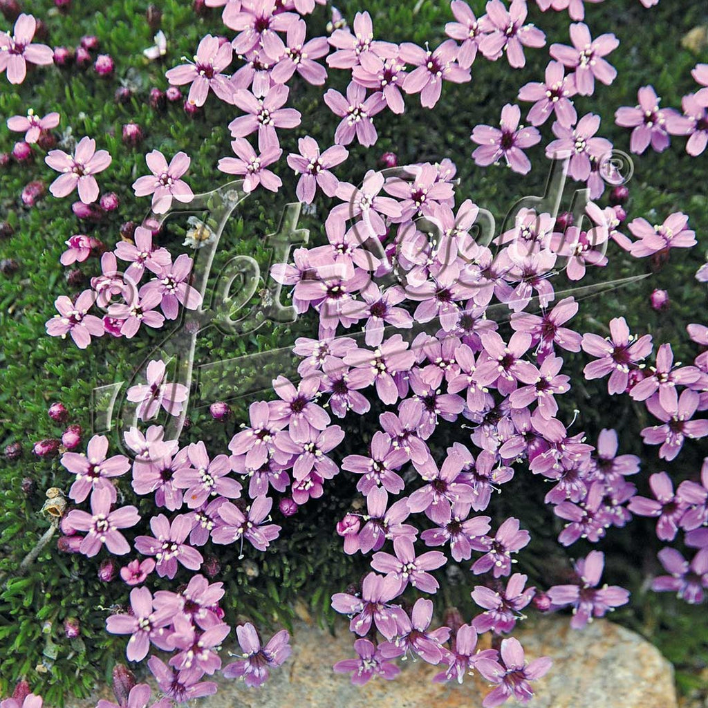 Silene acaulis 3.25"