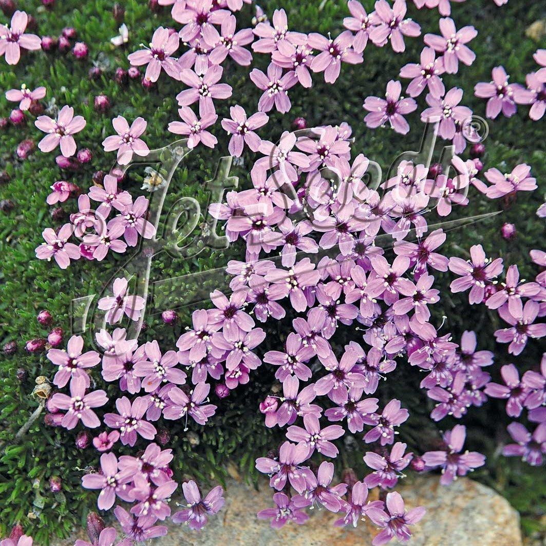 Silene acaulis 3.25"