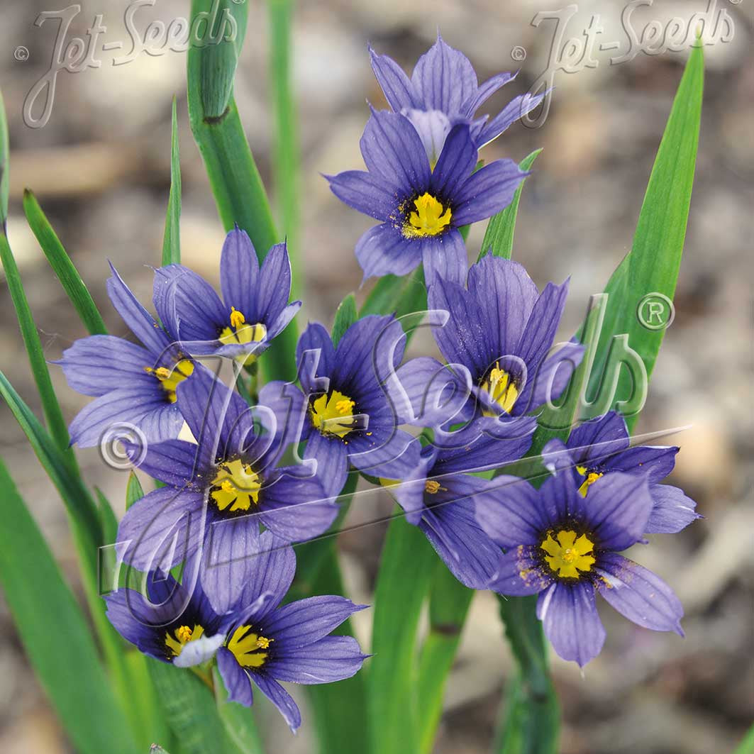 Sisyrinchium idahoense var. macounii Moody Blues 1Q