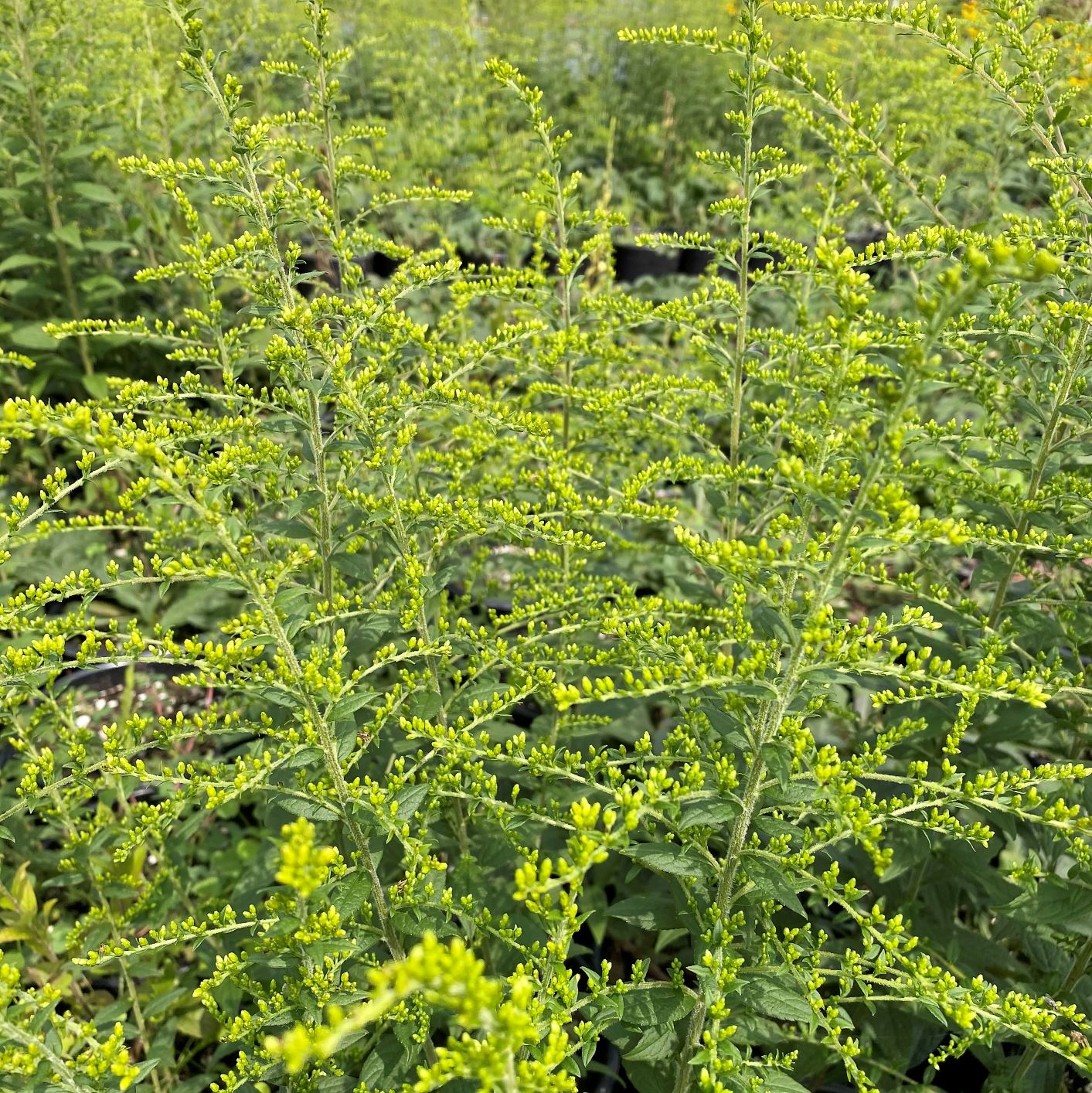 Solidago rugosa Fireworks 1G