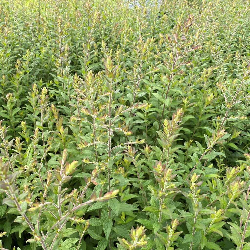 Solidago rugosa Fireworks 1G