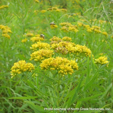 Solidago graminifolia 1G
