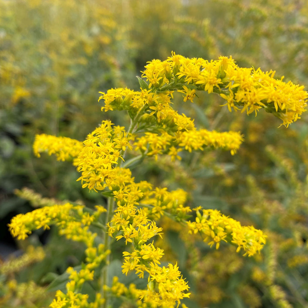 Solidago rugosa Fireworks 1G