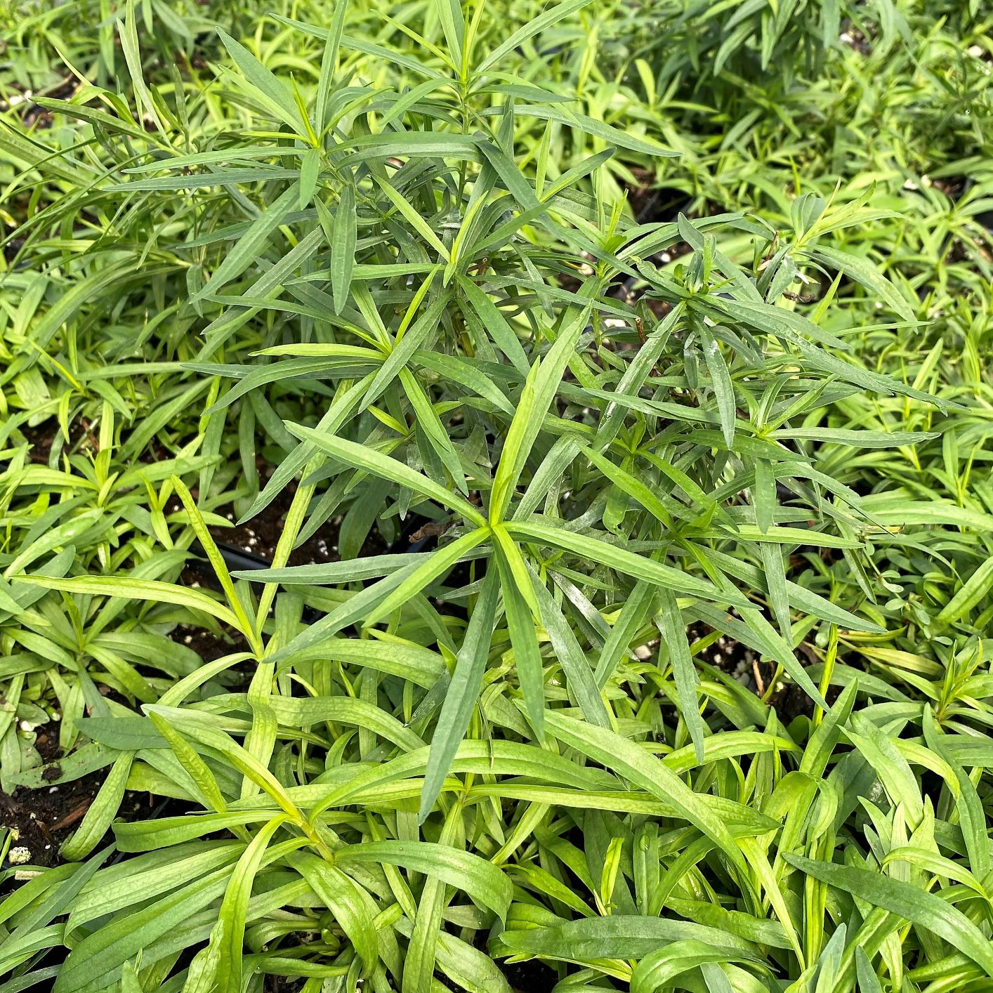 Solidago graminifolia 1G