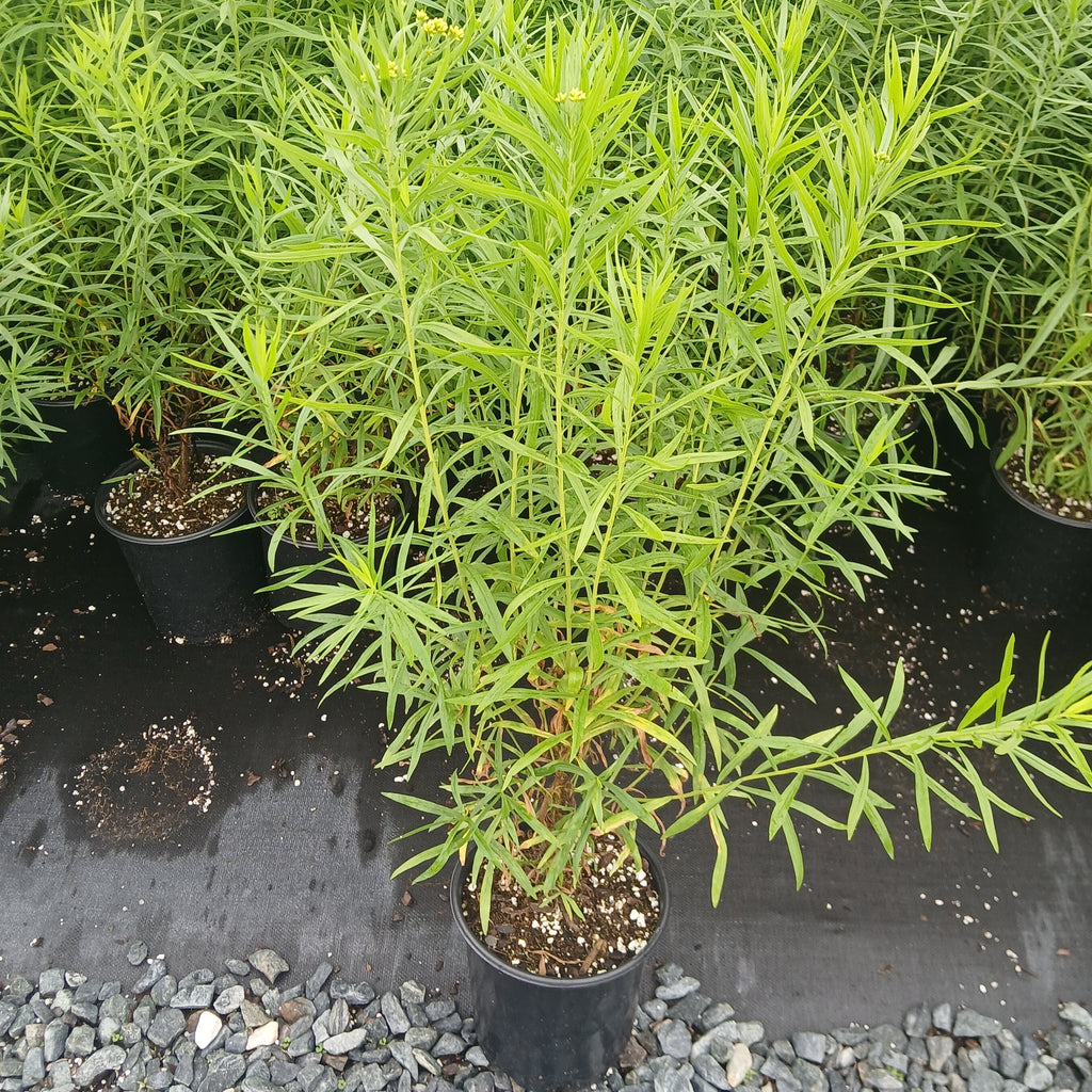 Solidago graminifolia 1G