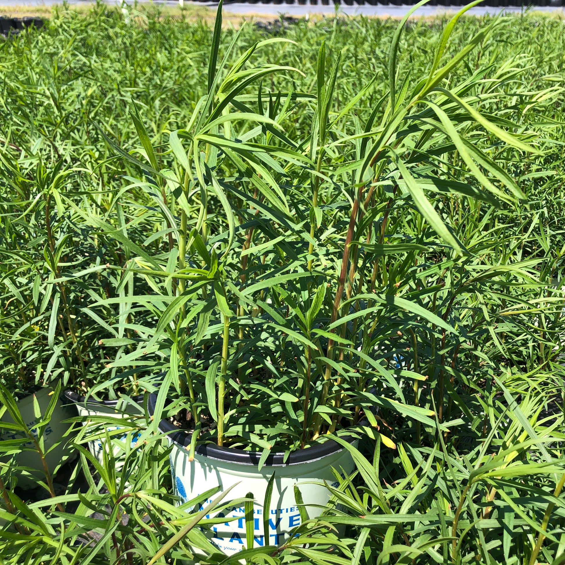 Solidago graminifolia 1G