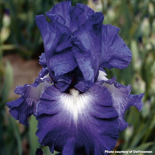 Iris germanica Speeding Again 3.25"