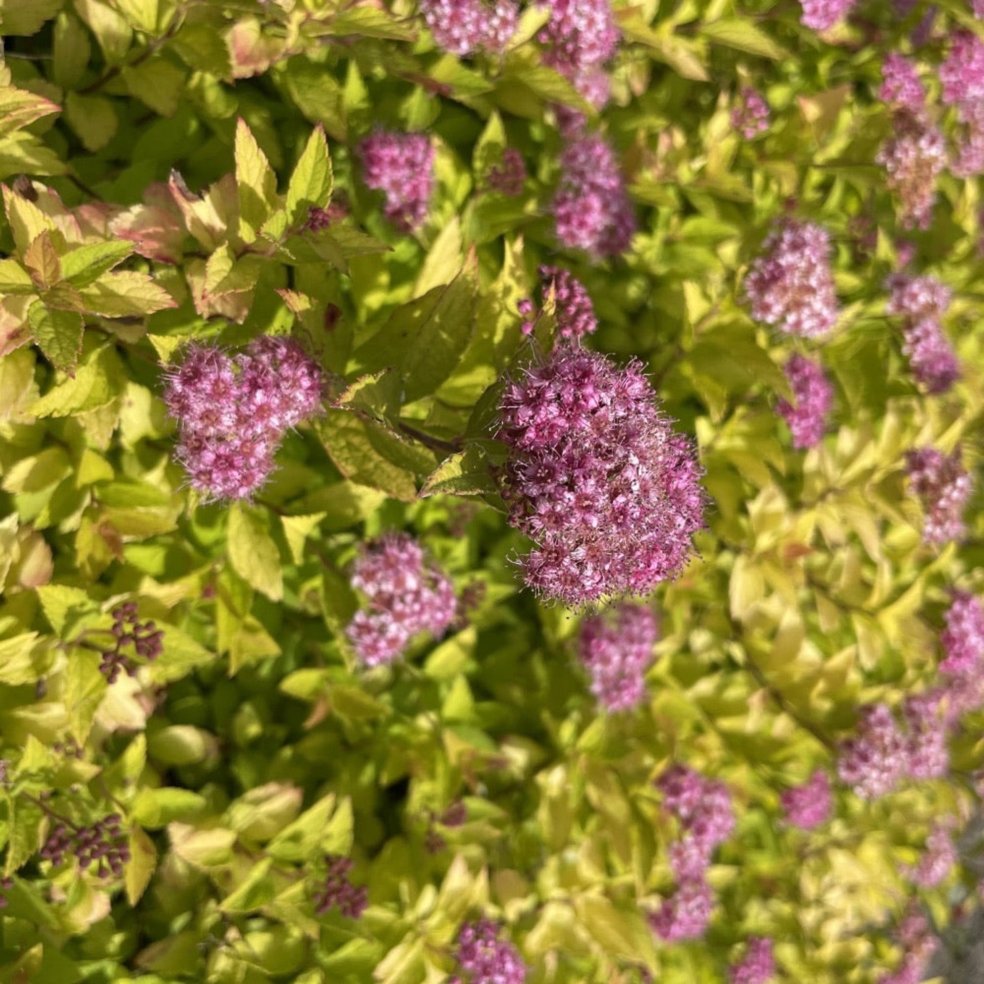 Pineapple Poprocks® Spiraea