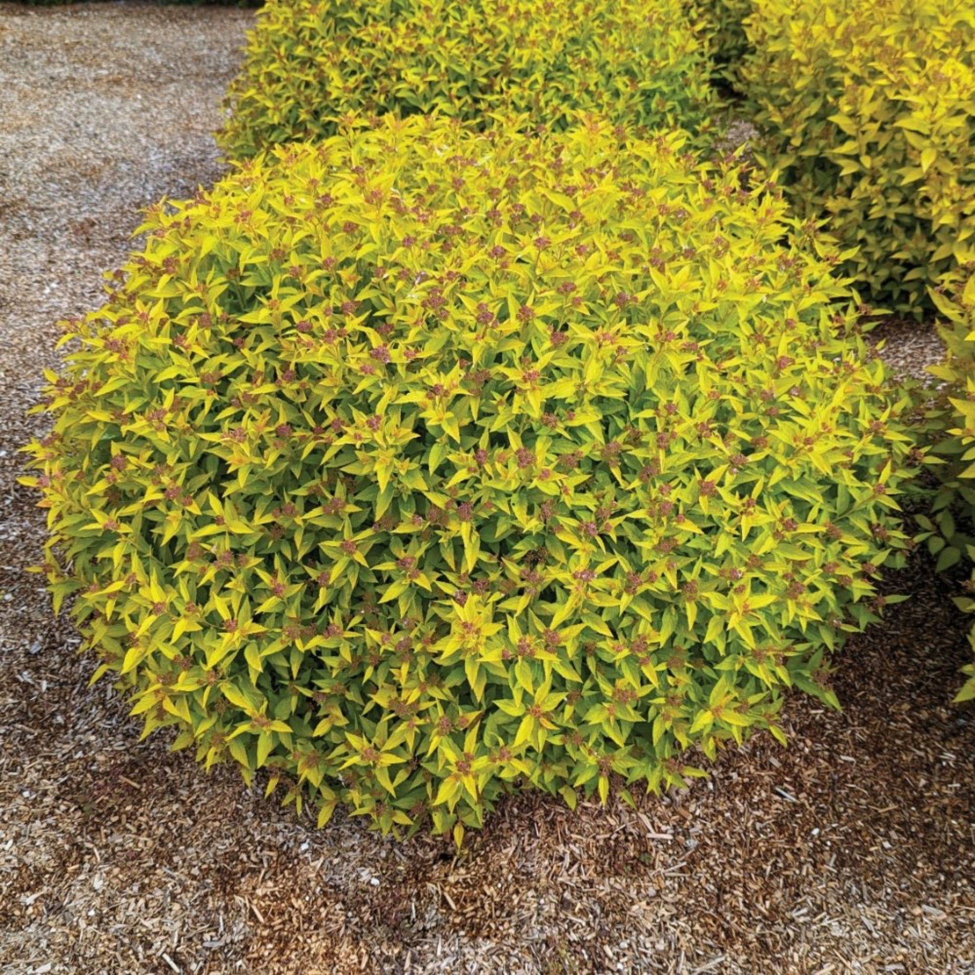 Pineapple Poprocks® Spiraea