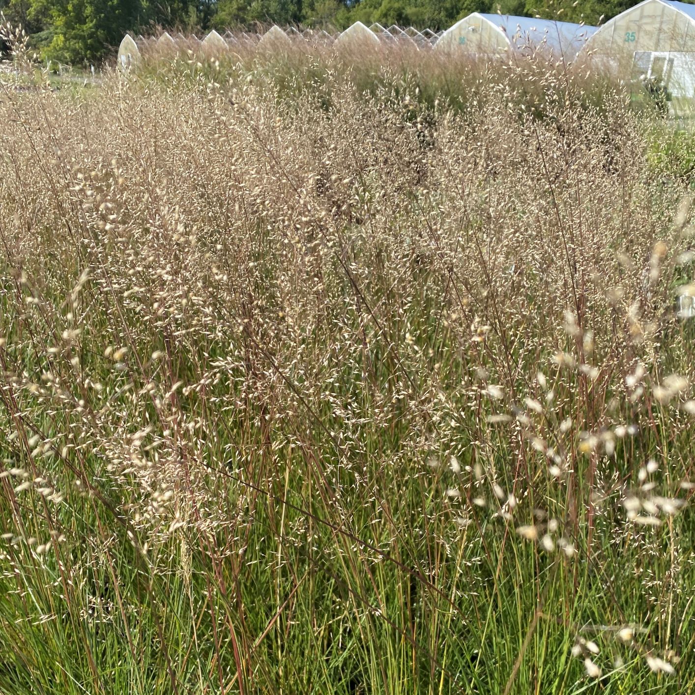 Sporobolus heterolepis Tara 1G