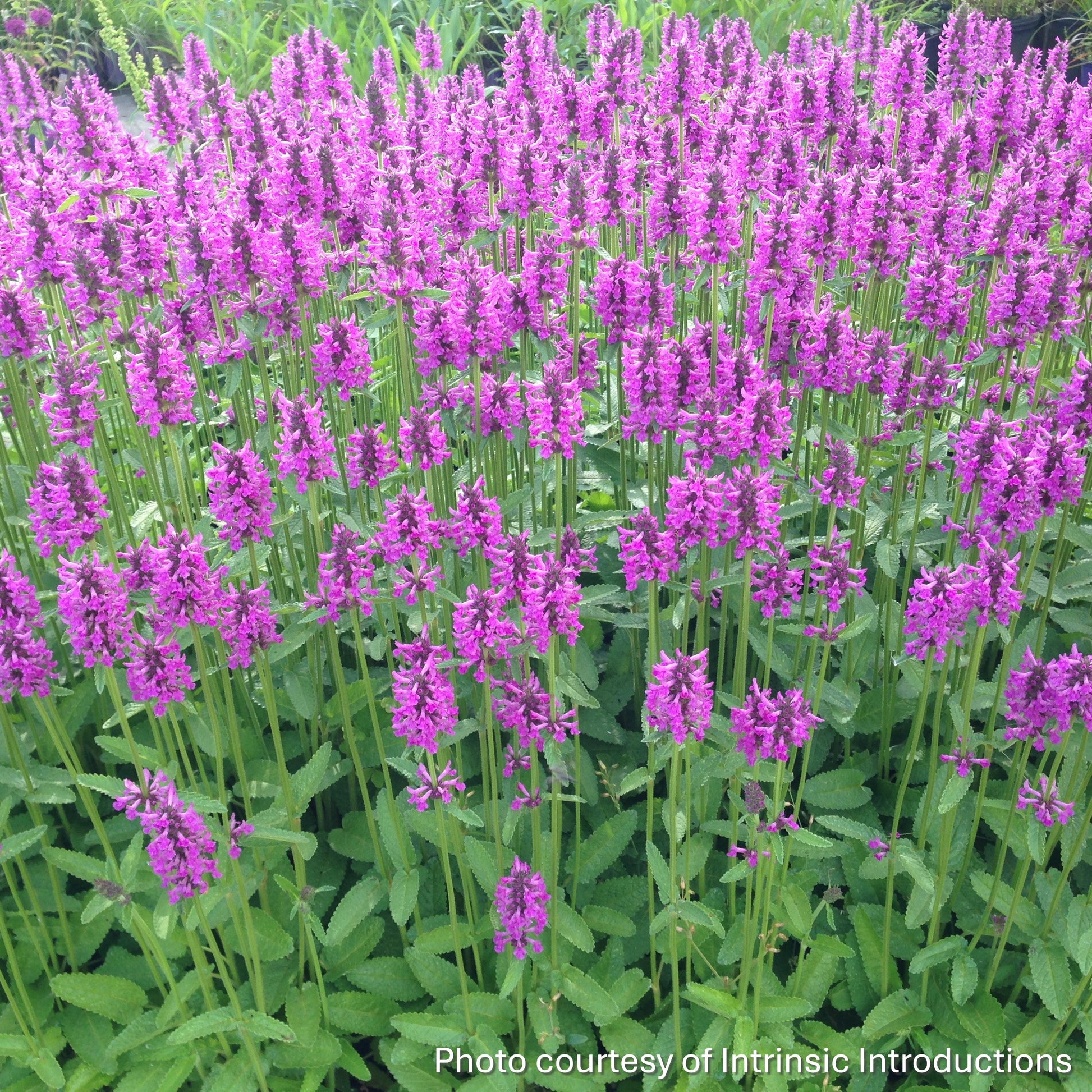 Stachys x Summer Romance 1G