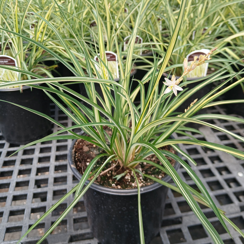 Chlorophytum saundersiae Starlight 1G