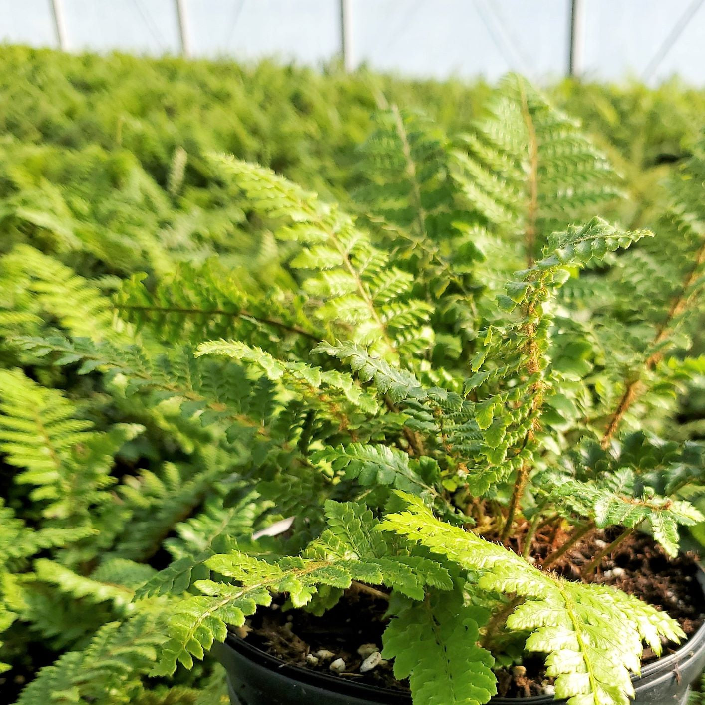 Tassel Fern 2G