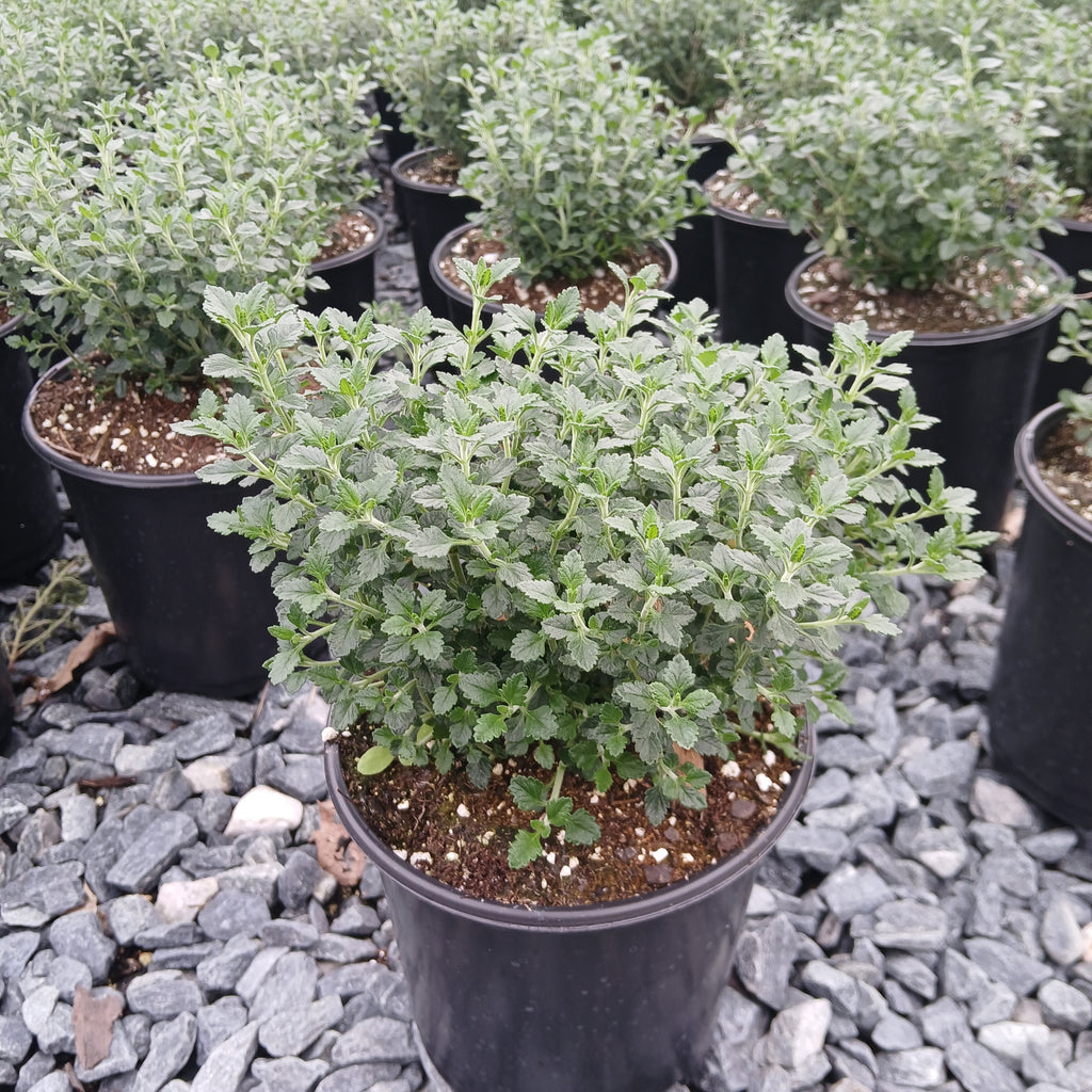 Teucrium chamaedrys 1G